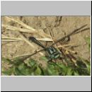 Gomphus vulgatissimus - Gemeine Keiljungfer m01.jpg